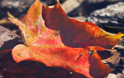 10 Powerful rituals for Autumn Equinox: Celebrating the end of Summer